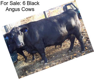 For Sale: 6 Black Angus Cows