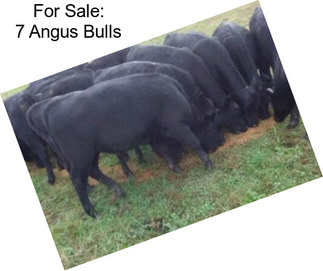 For Sale: 7 Angus Bulls