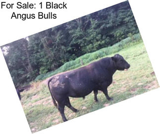 For Sale: 1 Black Angus Bulls