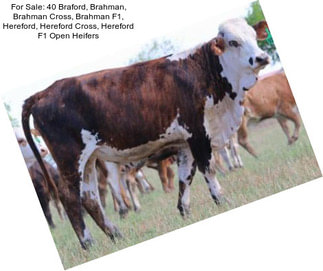 For Sale: 40 Braford, Brahman, Brahman Cross, Brahman F1, Hereford, Hereford Cross, Hereford F1 Open Heifers