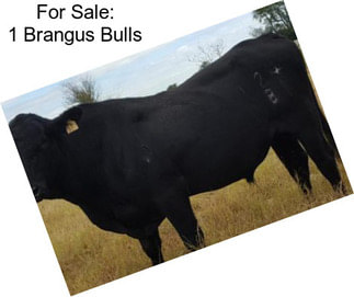 For Sale: 1 Brangus Bulls