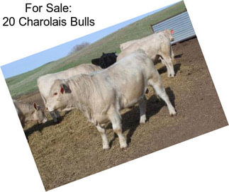 For Sale: 20 Charolais Bulls