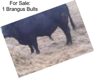 For Sale: 1 Brangus Bulls