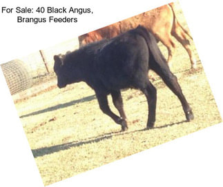 For Sale: 40 Black Angus, Brangus Feeders