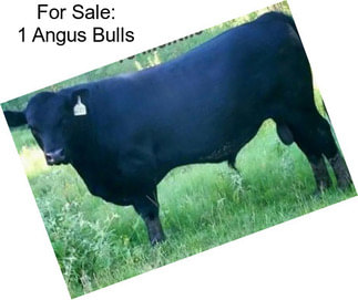 For Sale: 1 Angus Bulls