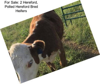 For Sale: 2 Hereford, Polled Hereford Bred Heifers