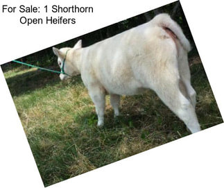 For Sale: 1 Shorthorn Open Heifers