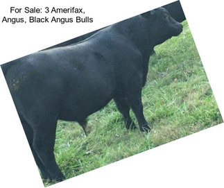 For Sale: 3 Amerifax, Angus, Black Angus Bulls