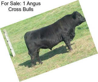 For Sale: 1 Angus Cross Bulls