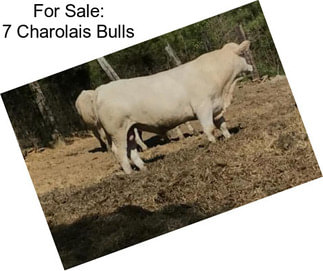 For Sale: 7 Charolais Bulls