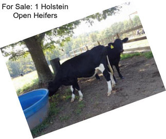For Sale: 1 Holstein Open Heifers