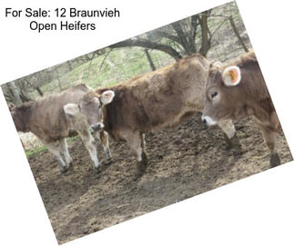 For Sale: 12 Braunvieh Open Heifers