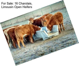For Sale: 16 Charolais, Limousin Open Heifers