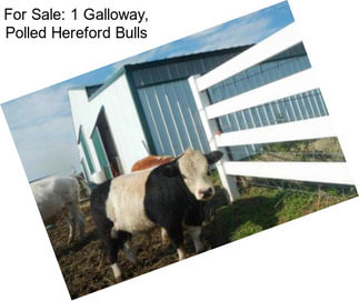 For Sale: 1 Galloway, Polled Hereford Bulls