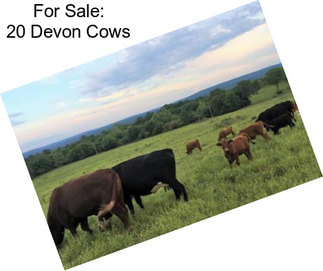 For Sale: 20 Devon Cows