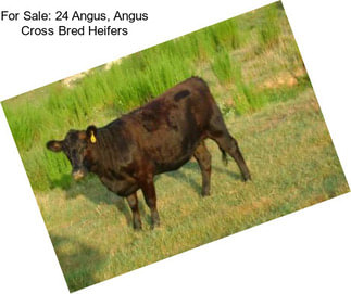 For Sale: 24 Angus, Angus Cross Bred Heifers