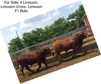 For Sale: 4 Limousin, Limousin Cross, Limousin F1 Bulls