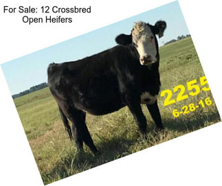 For Sale: 12 Crossbred Open Heifers