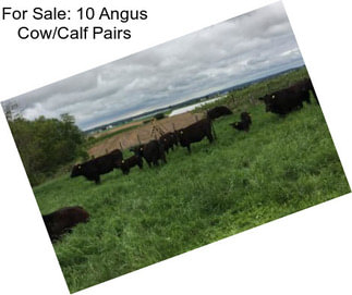 For Sale: 10 Angus Cow/Calf Pairs