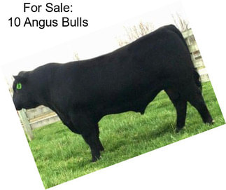 For Sale: 10 Angus Bulls