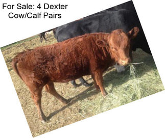 For Sale: 4 Dexter Cow/Calf Pairs