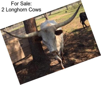 For Sale: 2 Longhorn Cows