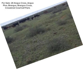 For Sale: 28 Angus Cross, Angus Plus, Brangus, Brangus Cross, Crossbred Cow/Calf Pairs