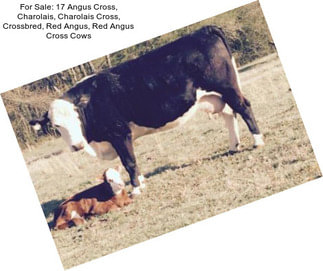 For Sale: 17 Angus Cross, Charolais, Charolais Cross, Crossbred, Red Angus, Red Angus Cross Cows