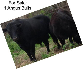 For Sale: 1 Angus Bulls