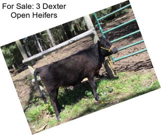 For Sale: 3 Dexter Open Heifers