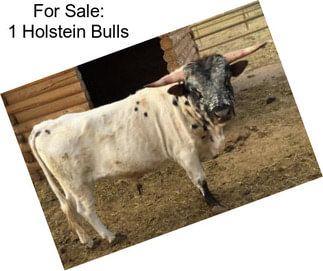 For Sale: 1 Holstein Bulls