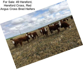 For Sale: 49 Hereford, Hereford Cross, Red Angus Cross Bred Heifers