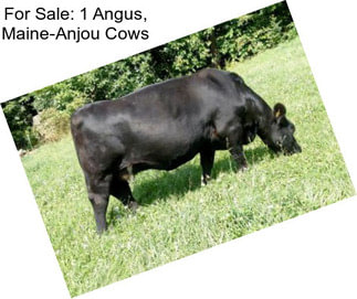 For Sale: 1 Angus, Maine-Anjou Cows