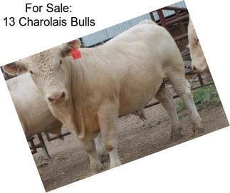 For Sale: 13 Charolais Bulls