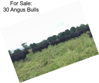 For Sale: 30 Angus Bulls
