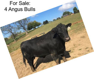 For Sale: 4 Angus Bulls