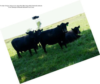 For Sale: 40 Angus, Angus Cross, Angus Plus, Black Angus, Black Simmental, Gelbvieh Cross, SimAngus, Simmental, Simmental Cross Cows