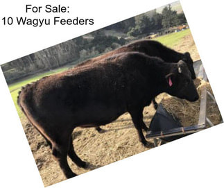 For Sale: 10 Wagyu Feeders