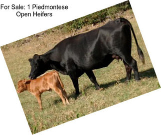 For Sale: 1 Piedmontese Open Heifers