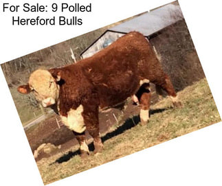 For Sale: 9 Polled Hereford Bulls