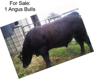 For Sale: 1 Angus Bulls