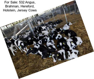 For Sale: 532 Angus, Brahman, Hereford, Holstein, Jersey Cows