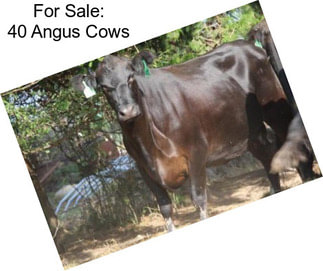 For Sale: 40 Angus Cows