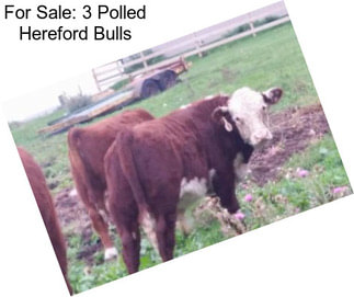 For Sale: 3 Polled Hereford Bulls