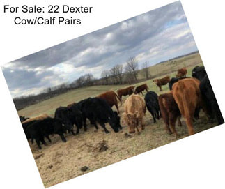 For Sale: 22 Dexter Cow/Calf Pairs