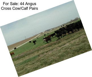 For Sale: 44 Angus Cross Cow/Calf Pairs