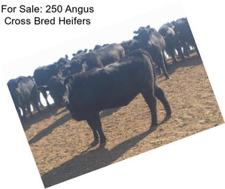 For Sale: 250 Angus Cross Bred Heifers