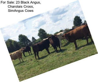 For Sale: 23 Black Angus, Charolais Cross, SimAngus Cows