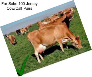 For Sale: 100 Jersey Cow/Calf Pairs