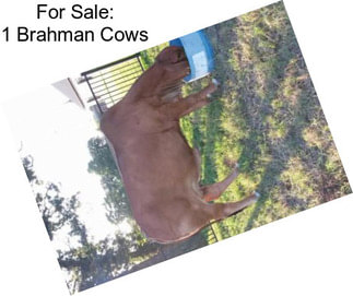 For Sale: 1 Brahman Cows
